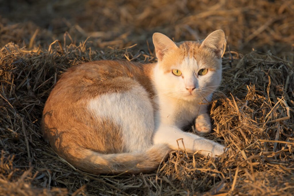 Cat lying on rice straw.