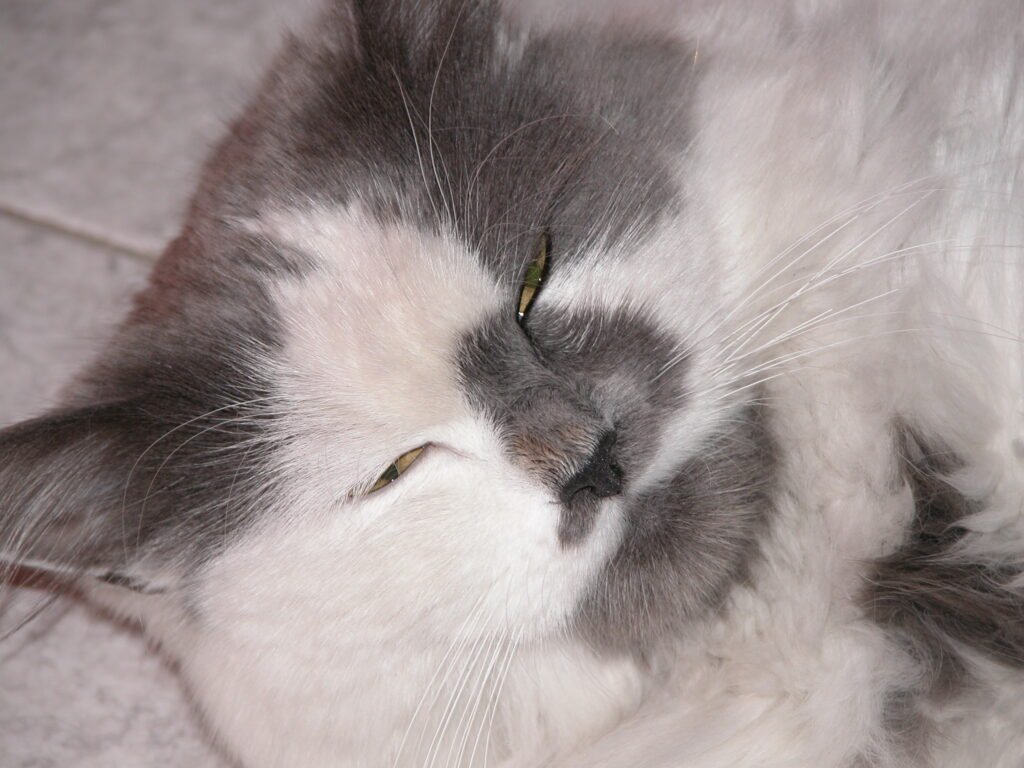 Cat's eyes half closed.