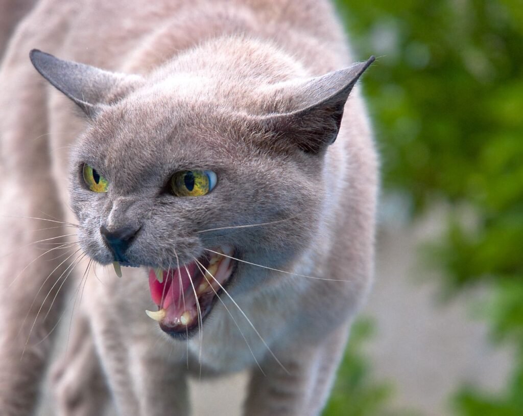 Cat chattering.