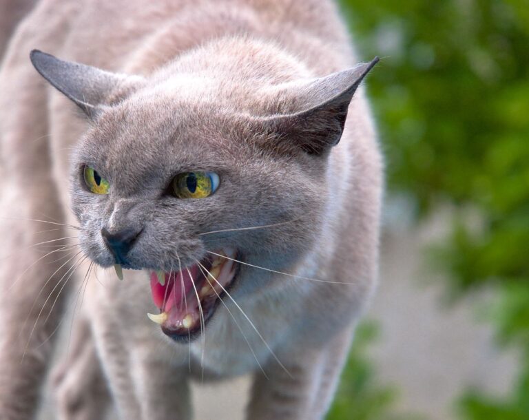 Cat chattering.