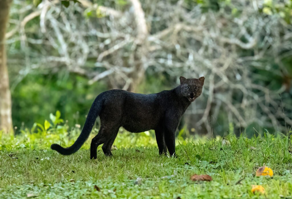 South American Jaguarundi
