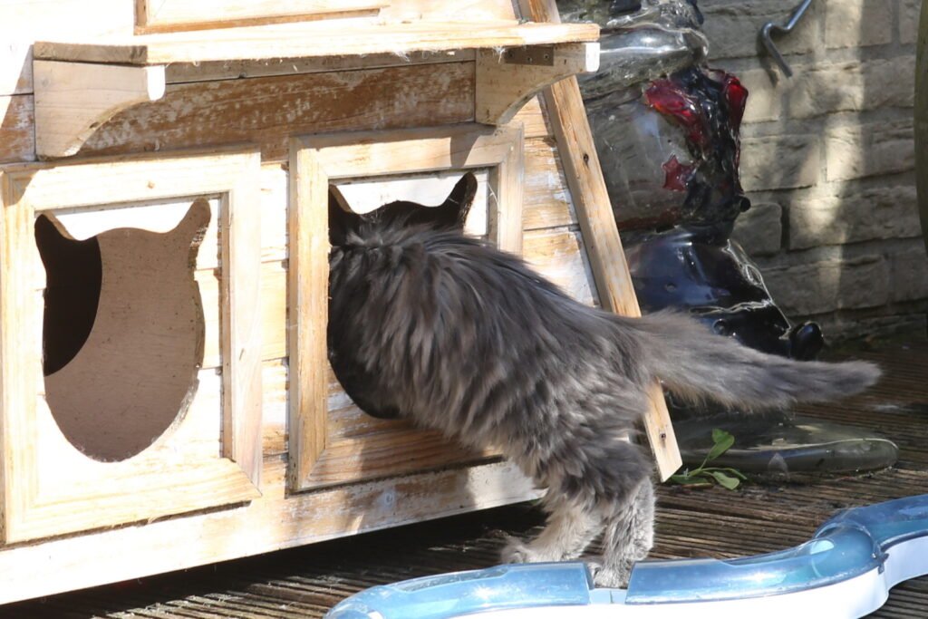 Cat playing box.