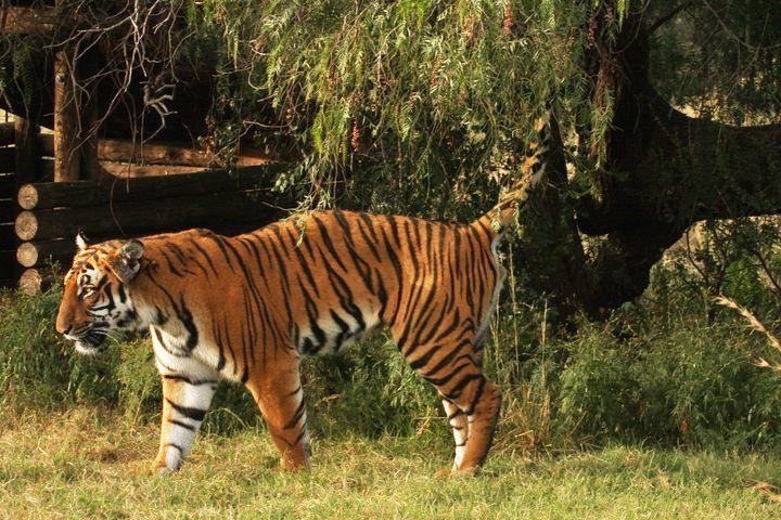 Tiger marking its territory.