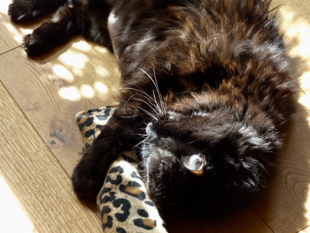 Cat playing.