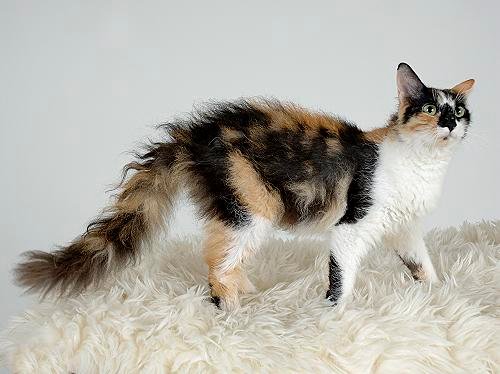 Laperm cat