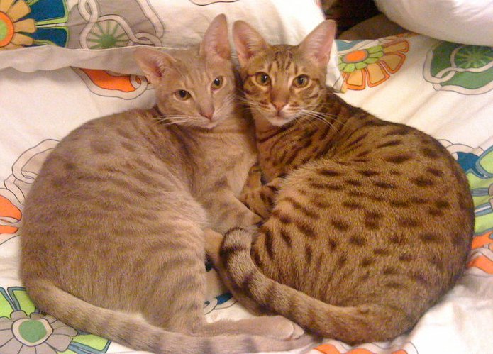 Ocicat cats