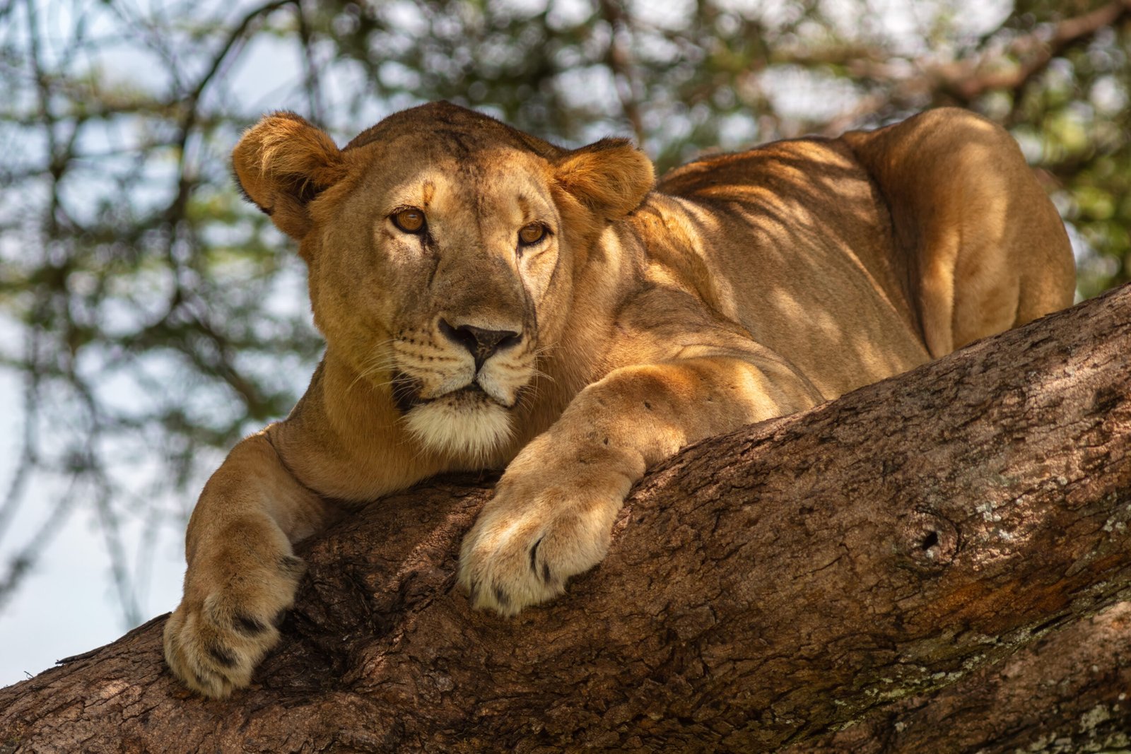 A Lioness sitting on a tree branch.