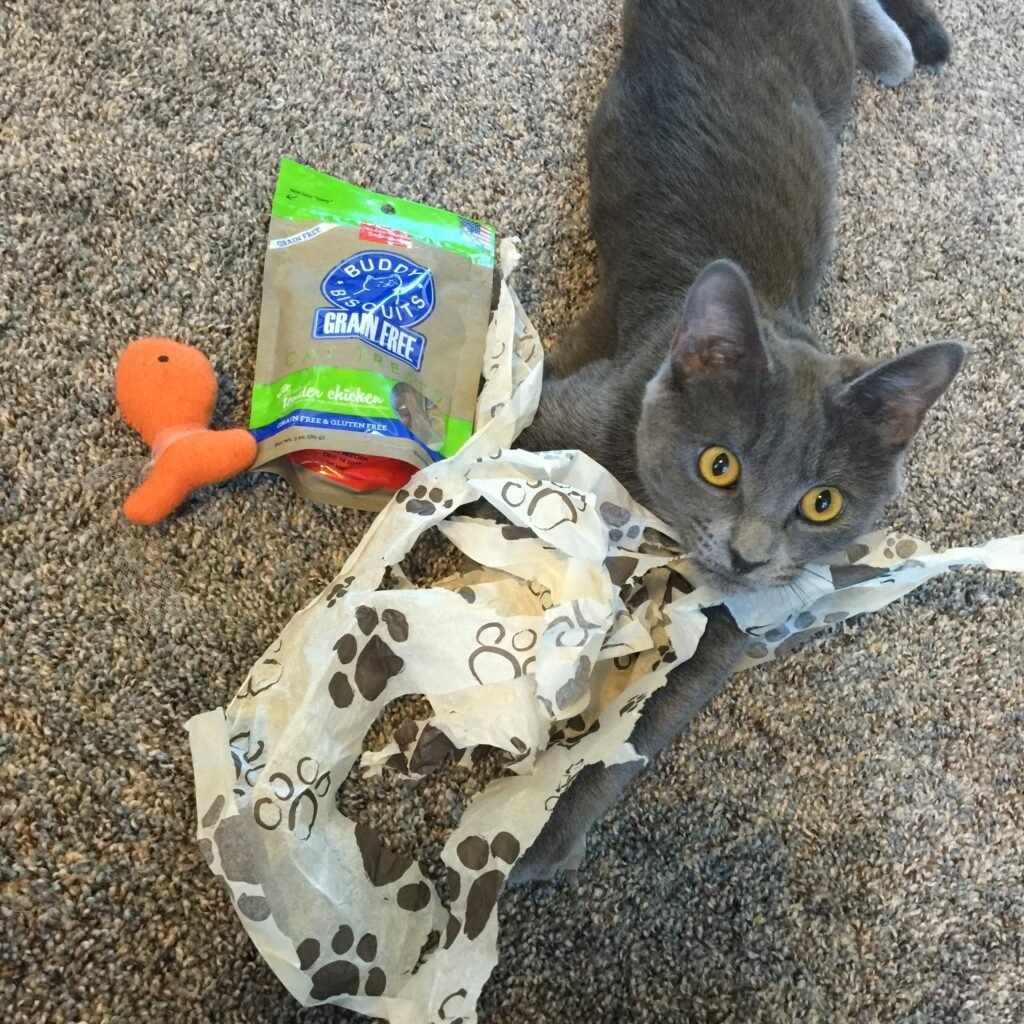 Cat playing with paper bag.