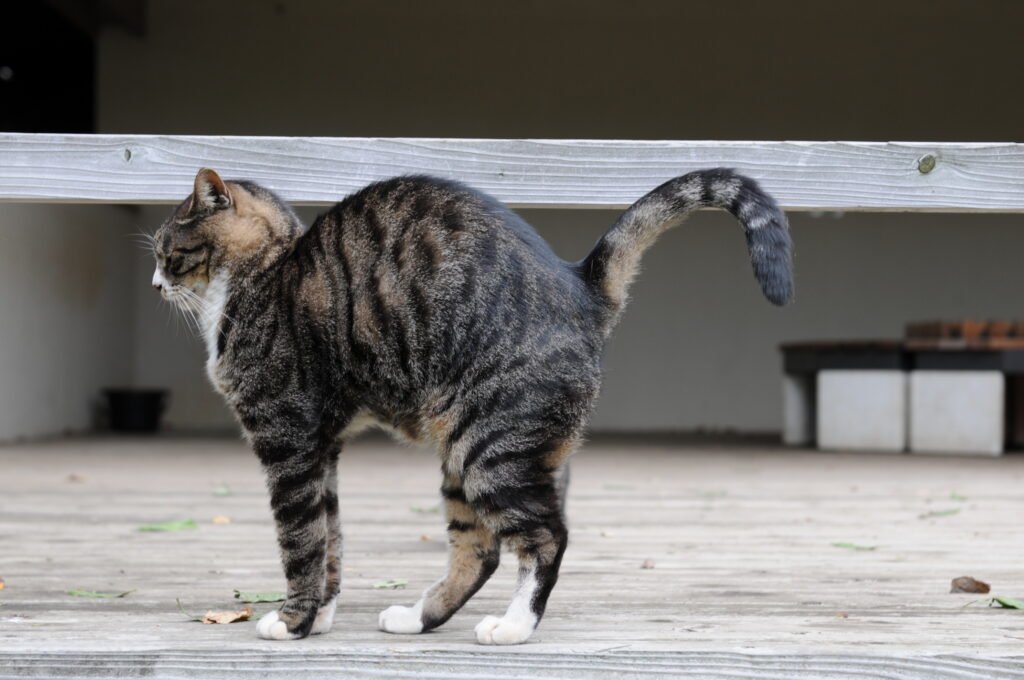 Cat's tail.