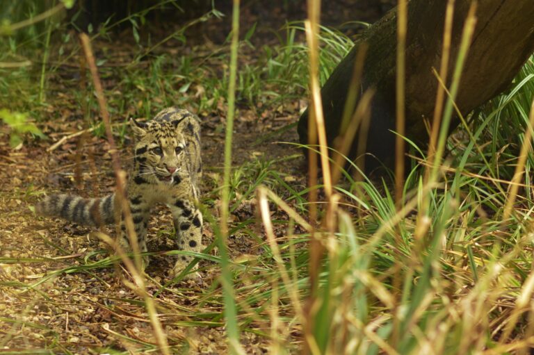 What Makes the Clouded Leopard One of Nature’s Greatest Climbers