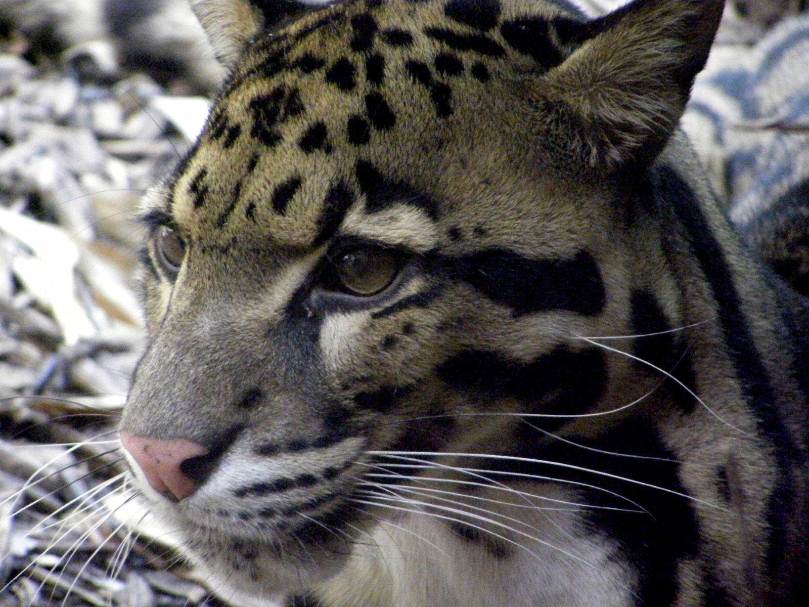 Clouded leopard.