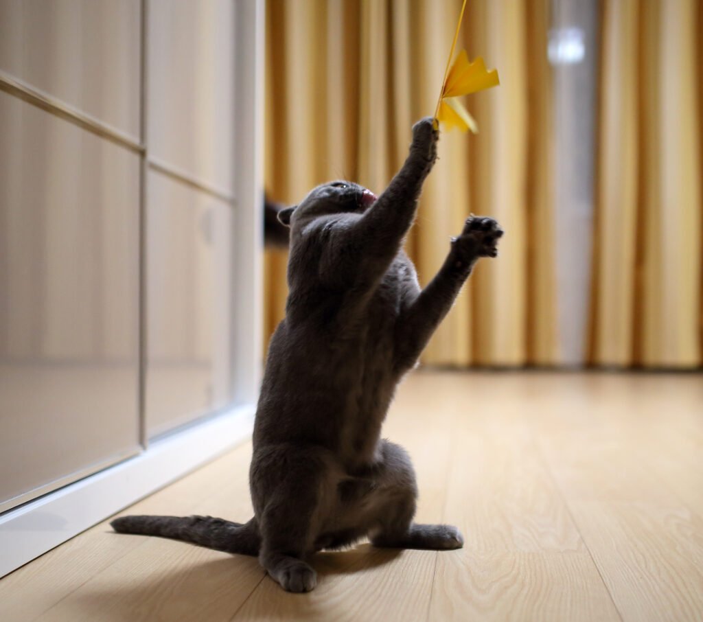 Playing cat.