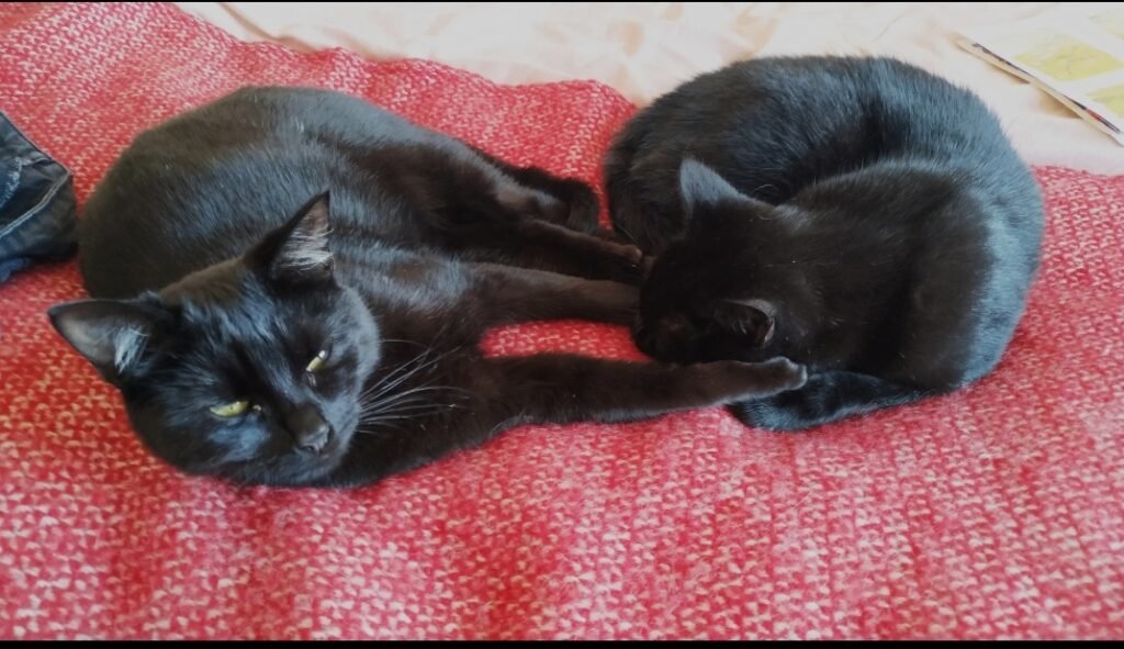 Black cats resting.