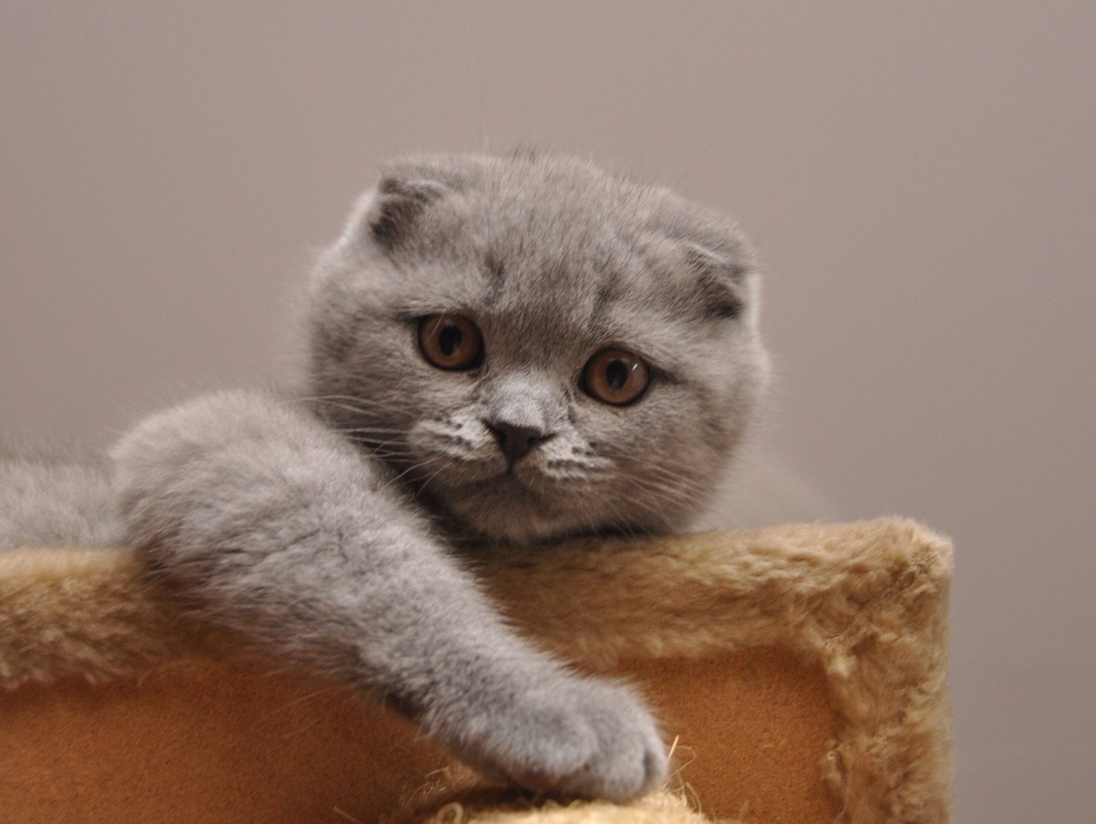 Scottish Fold cat