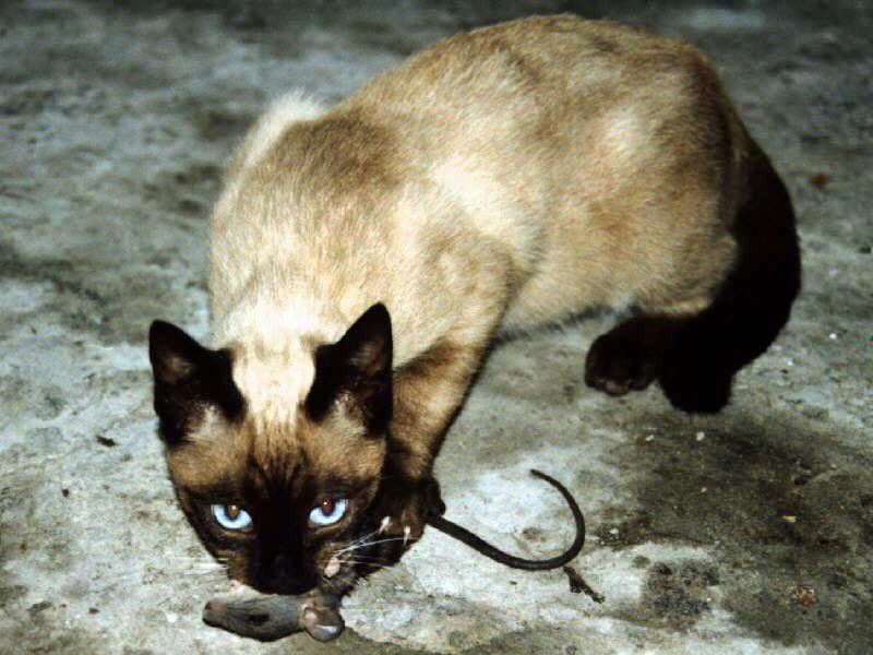 Cat with a mouse on its mouth.