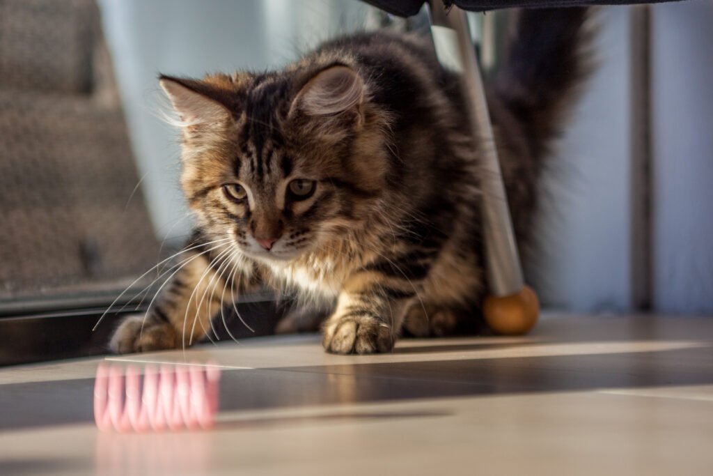 Playful Siberian Cat