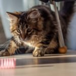 Playful Siberian Cat