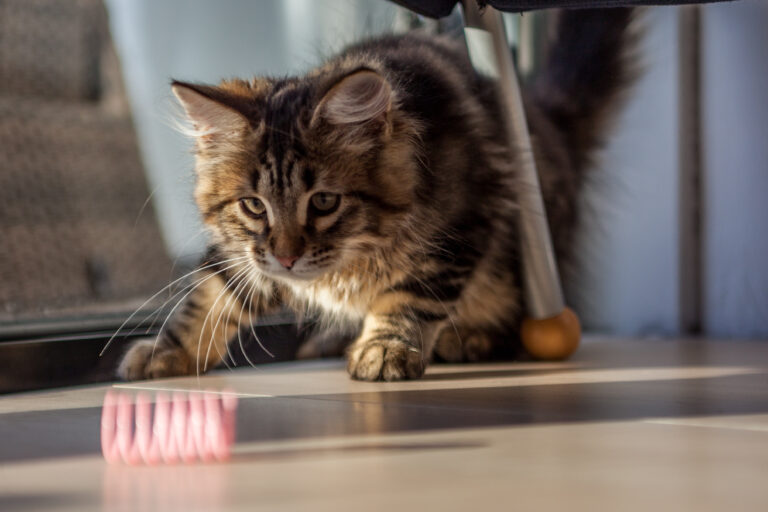 Playful Siberian Cat