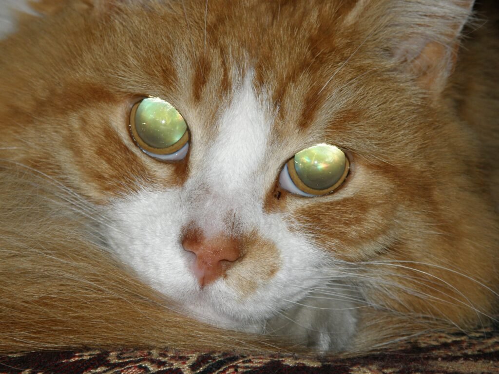 Tapetum Lucidum