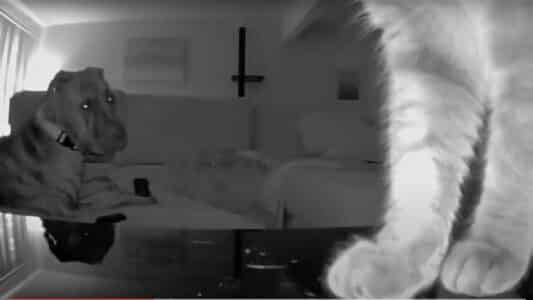 cat rats out dog
