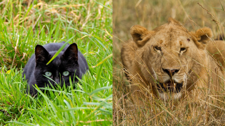 How House Cats Mirror the Behaviors of Lions and Tigers