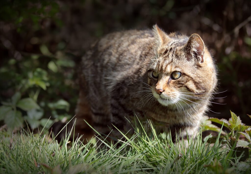Cat stalking in the wild.