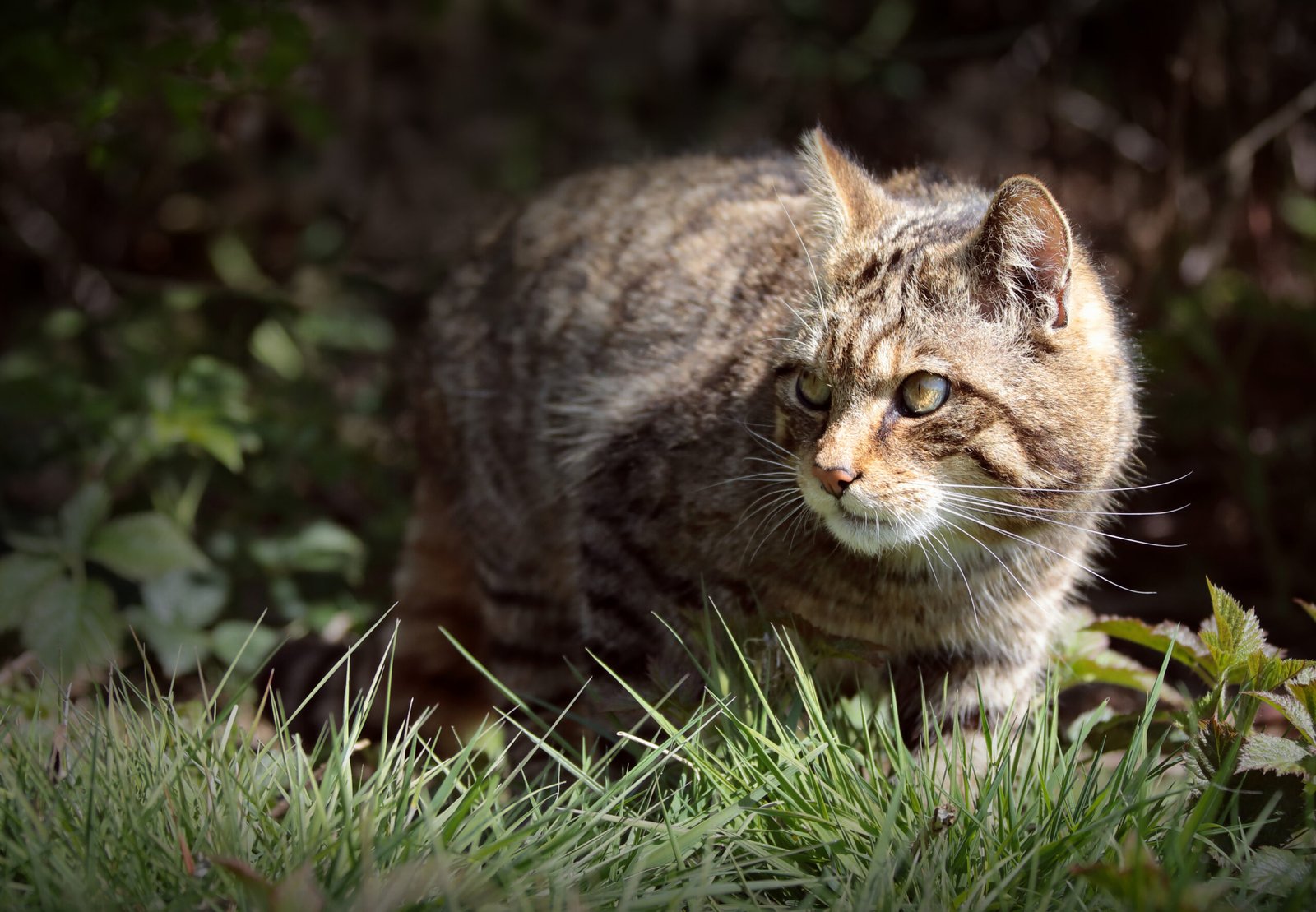 Cat stalking in the wild.