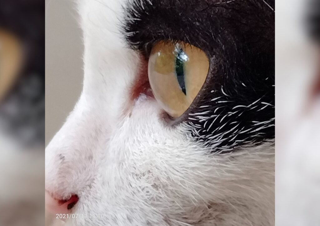 Cats eye.