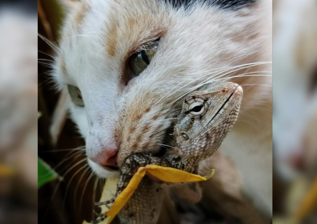 Cat holding garden lizard in its mouth.