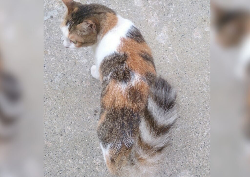 Cat with a bushy tail.