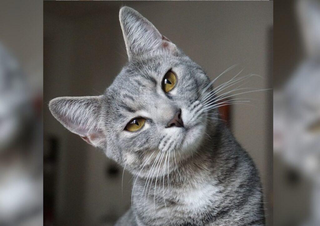 Cat tilting its head.