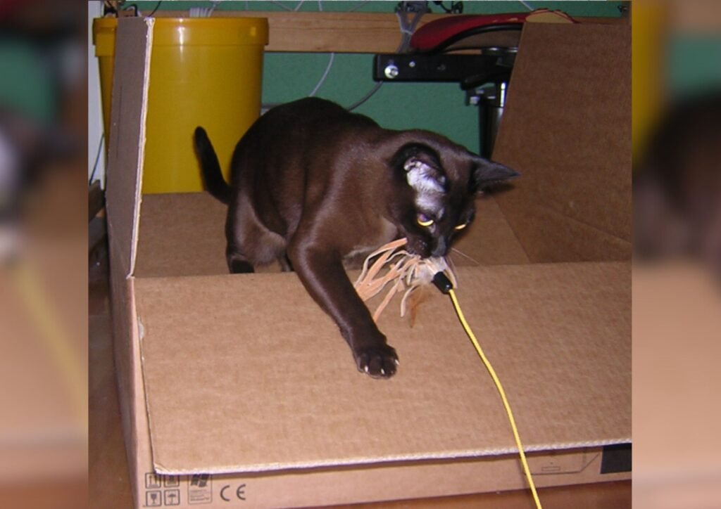 Cat playing with feather toy.