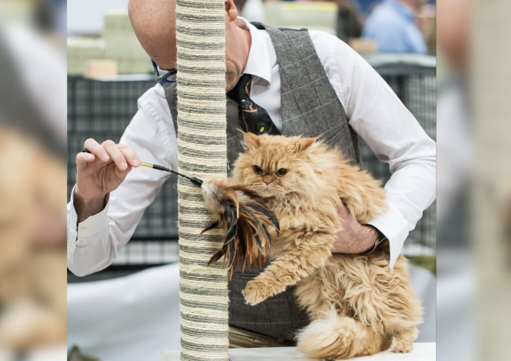 Cat playing with the scratch posts.