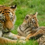 Mother tiger and her cub