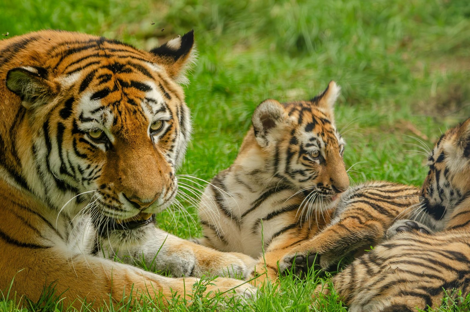 Mother tiger and her cub