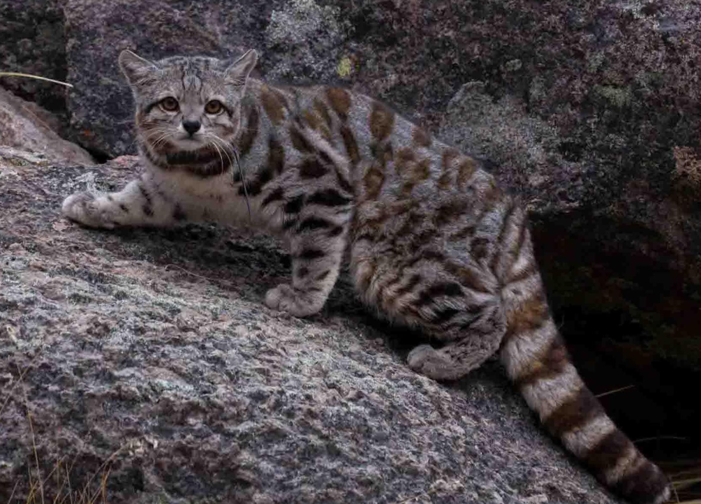 Andean Mountain Cat