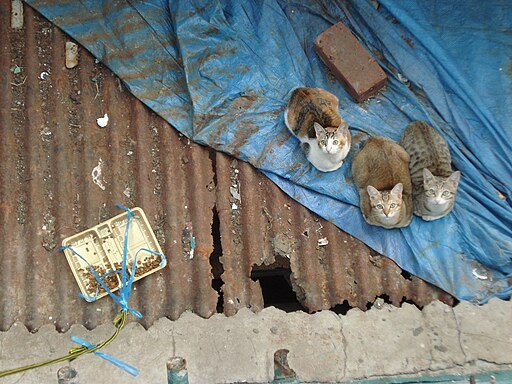 2008-11-20 Feral cats in HK