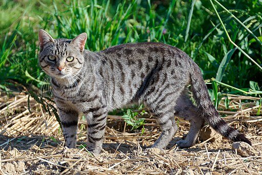 Tabby Cat