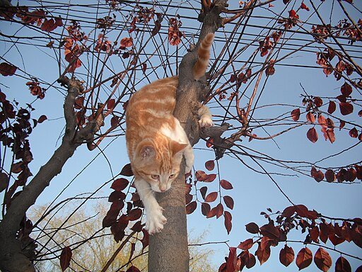 Tabby Climbing