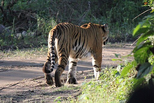 Tiger on mud road