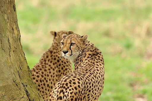 Cheetahs' In The Wild