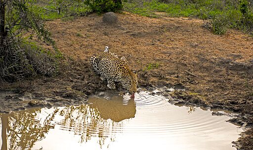 African Leopard