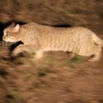 African Wild Cat Running