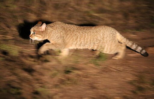 African Wild Cat Running