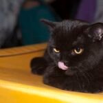 Black Cat