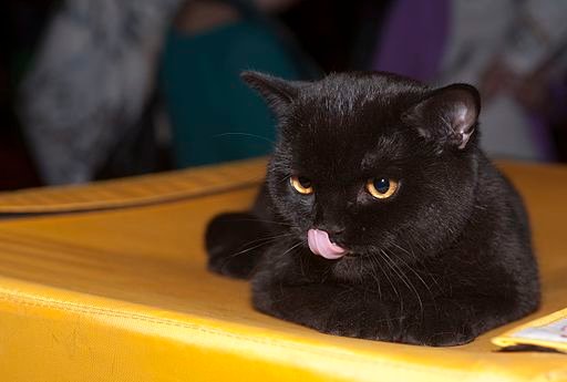 Black Cat