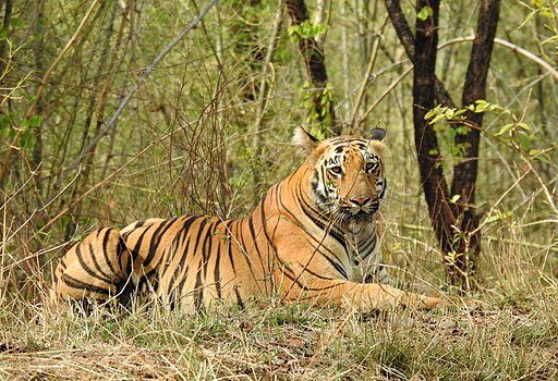 Bengal Tiger Panthera tigris tigris by Raju Kasambe