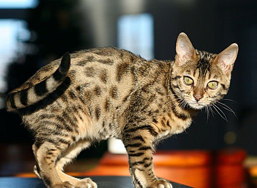 Bengal Kitten