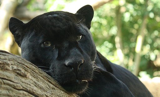 Black Panther