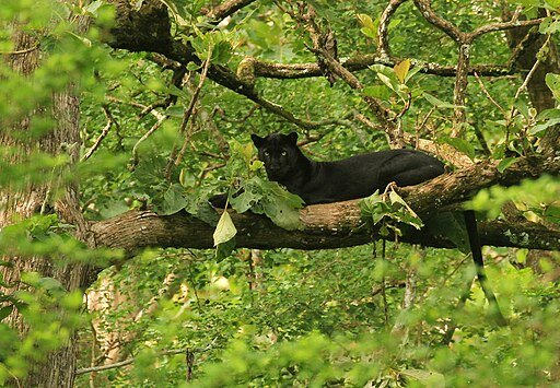 Black Panther